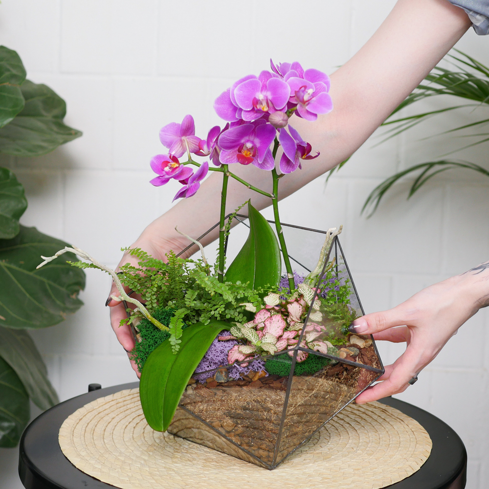 Готовый флорариум с пурпурной орхидеей Икос L