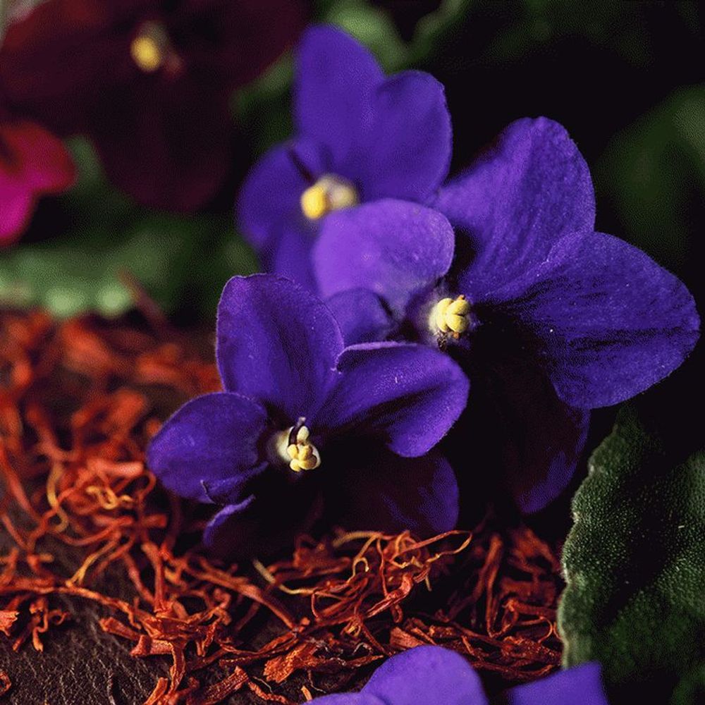 Чёрная фиалка и шафран (Black Violet and Saffron)