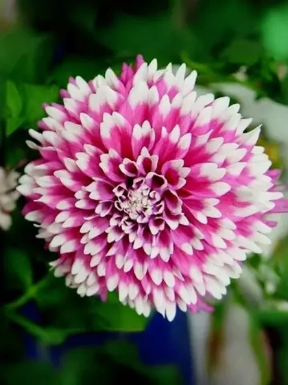 Георгин декоративный Фаззи Ваззи