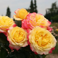 Кордес Юбилей (Kordes' Jubilee)