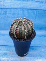 Gymnocalycium T-Rex Pink hybride (Гимнокалициум T-rex)