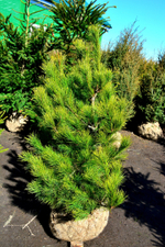 Сосна кедровая европейская (ком) 140-160