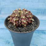 Gymnocalycium T-Rex Pink hybride (Гимнокалициум T-rex)