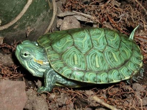 Экзотические животные: уход за черепахами
