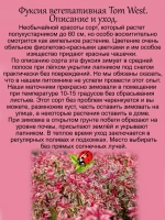 Фуксия Том Вест вариегатная