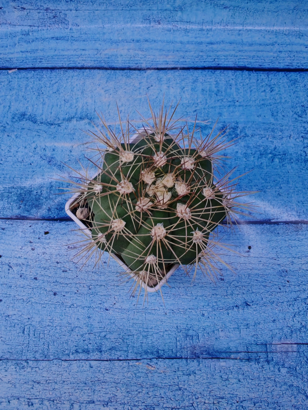 Gymnocalycium Chacoense (Гимнокалициум)