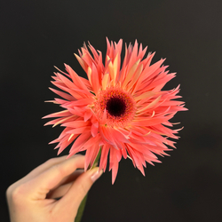 Гербера сортовая / 1 шт