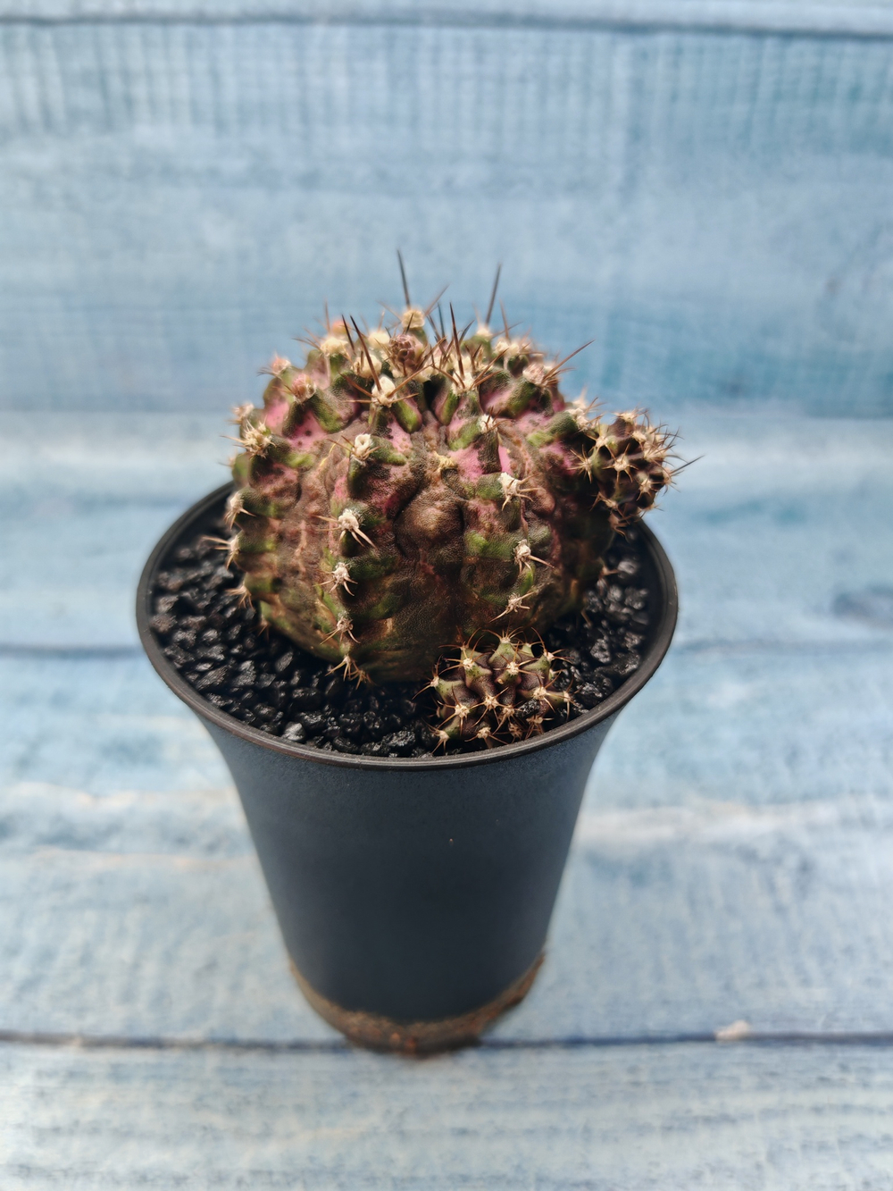 Gymnocalycium T-Rex Pink hybride (Гимнокалициум)