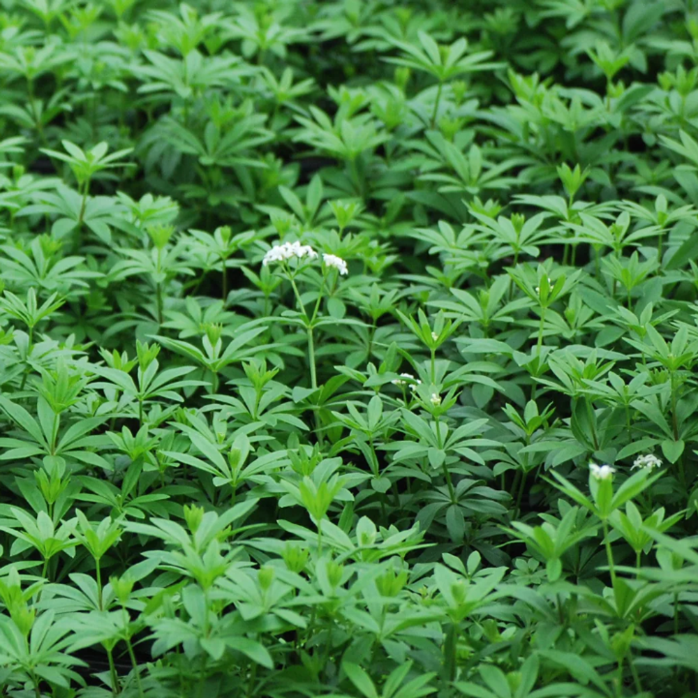 Подмаренник душистый. Galium odoratum.