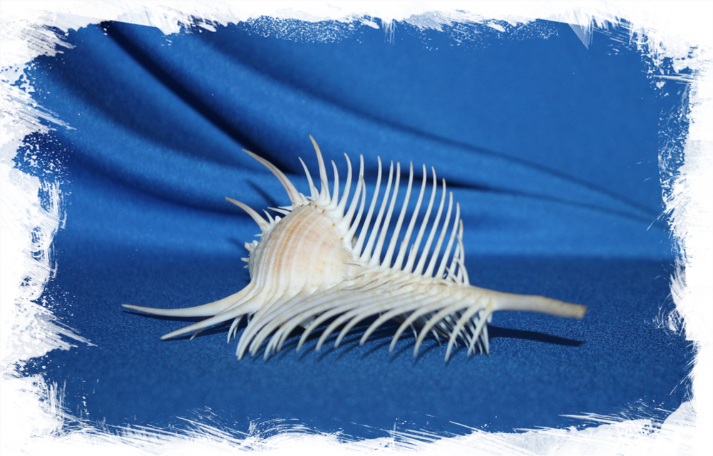 Раковина Мурекс пектен, Murex pecten, Гребень Венеры