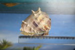 Морская раковина Мелонгена мелонгена (Melongena melongena) 11 см.