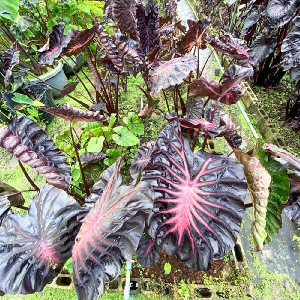 Колоказия BLACK LAVA 1