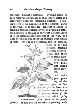 American grape training | L H. 1858-1954 Bailey
