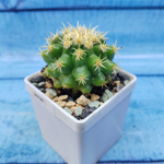 Echinocactus Brevispinus (Эхинокактус)