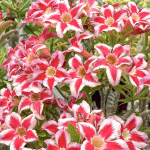 Адениум KHO HAI RUAY