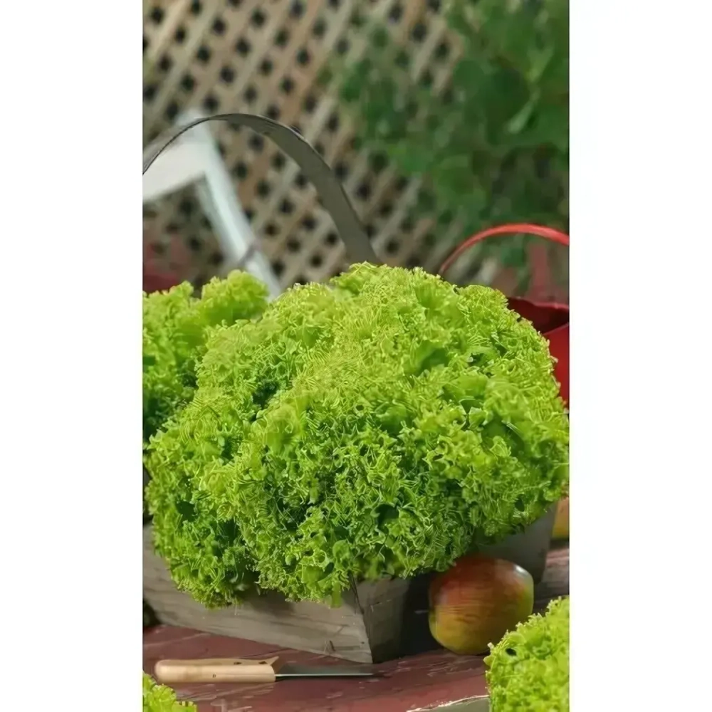 Семена Салат Танго (УД) Е/П