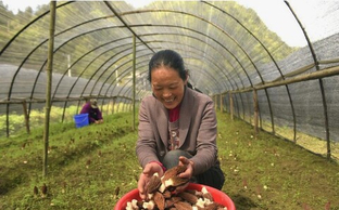 Почему Китай стал лидером в промышленном выращивании сморчков