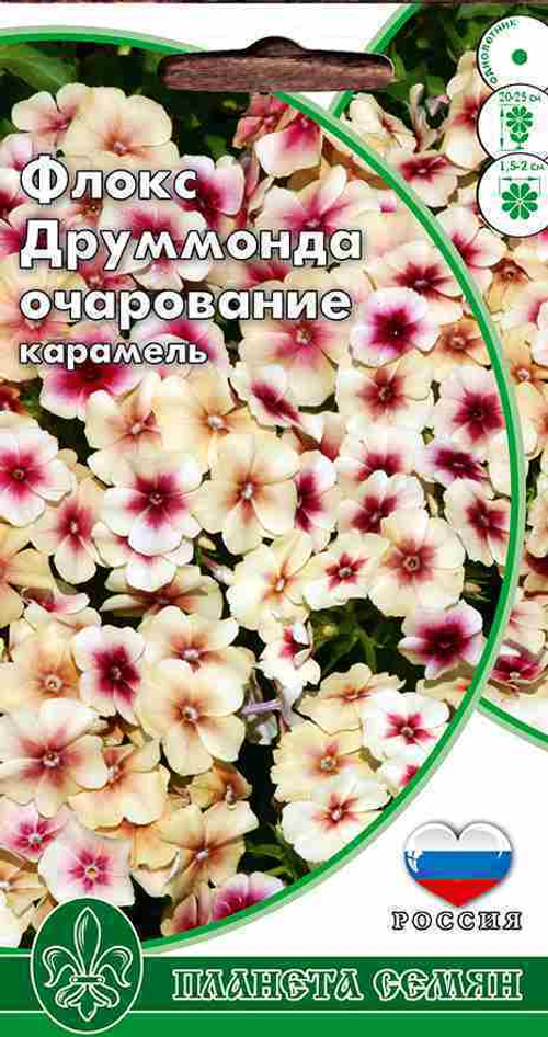 Флокс друммонда Очарование карамель