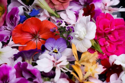 Пищевые цветы (50шт)