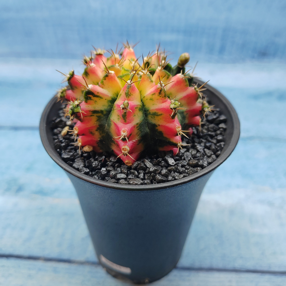 Gymnocalycium Variegata (Гимнокалициум Вариегатный)