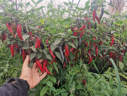 Сладкий Фиолетовый Японский Чили Перец Мурасаки Тогараши Ямато - 紫とうがらし