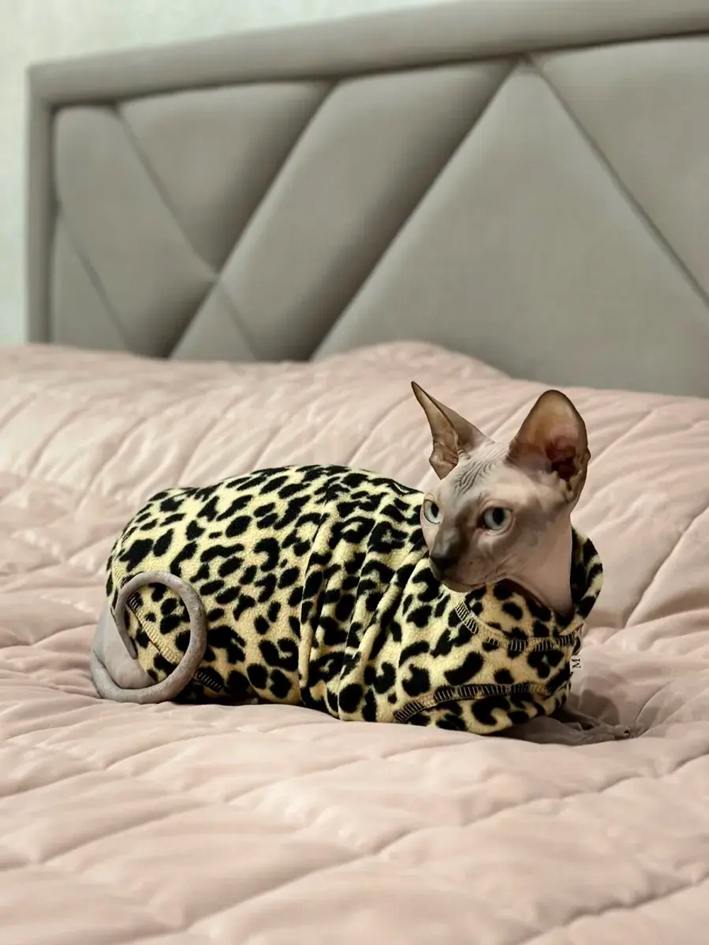 Одежда свитер для сфинксов кошек