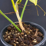 Филодендрон BIPENNEFOLIUM