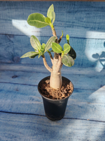 Adenium Baobab (Адениум)