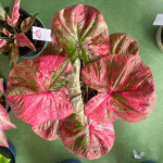 Каладиум ROSE