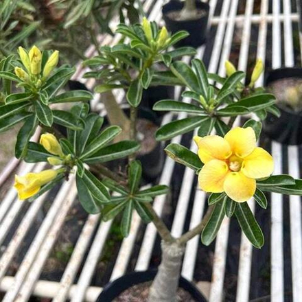 Адениум THONG TAE