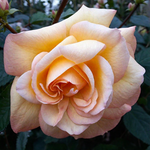 Роза чайно-гибридная "Catherine Laborde"