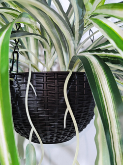 Искусственное растение Хлорофитум в подвесном темном кашпо