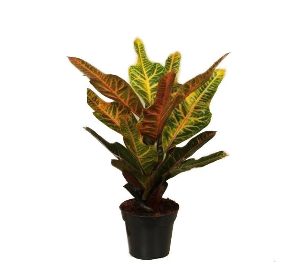 Растение искусственное Кротон 30 см DIY-SY047