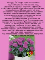 Монарда Би Мерри садовый бергамот