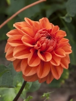 Георгин бордюрный Оранж Наггет