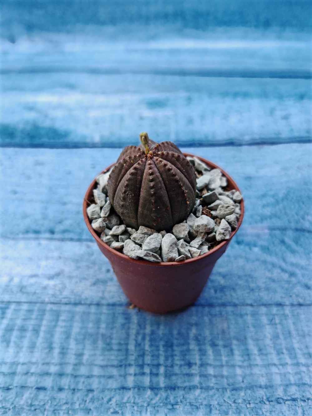 Euphoria Obesa (Эуфорбия)