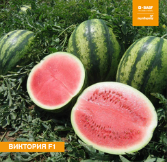 Виктория F1 семена арбуза (Nunhems / Нюнемс)