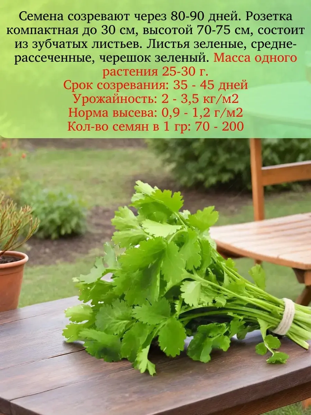 Семена Кориандр (кинза) Бородинский50 гр