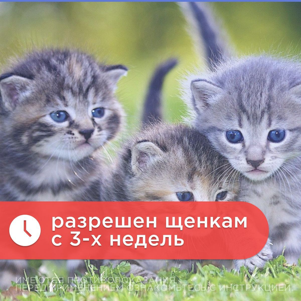 Таблетки АВЗ ДИРОНЕТ 200 для кошек и котят, 2 таблетки