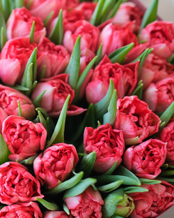 Моно из 49 пионовидных тюльпанов Дабл Твист