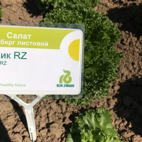 ЛАЛИК семена салата Rijk Zwaan культура – фото 9