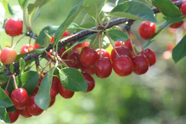 Уход за косточковыми культурами