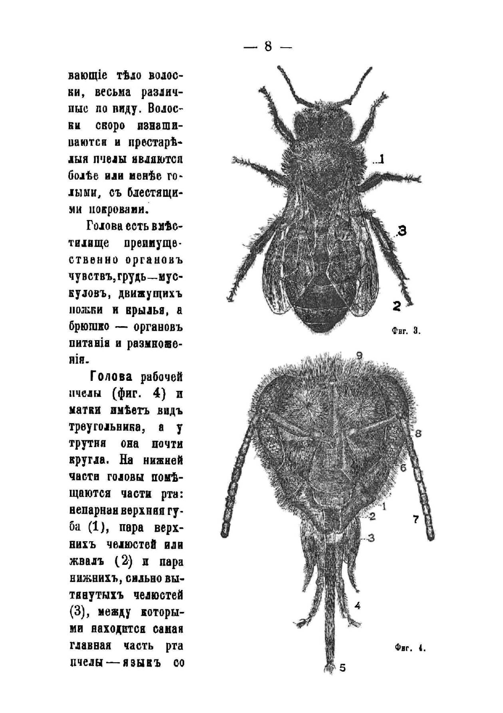 Курс пчеловодства | Кулланда Иларион Семенович
