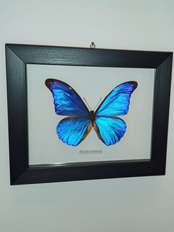 Бабочка Morpho rhetenor в рамке