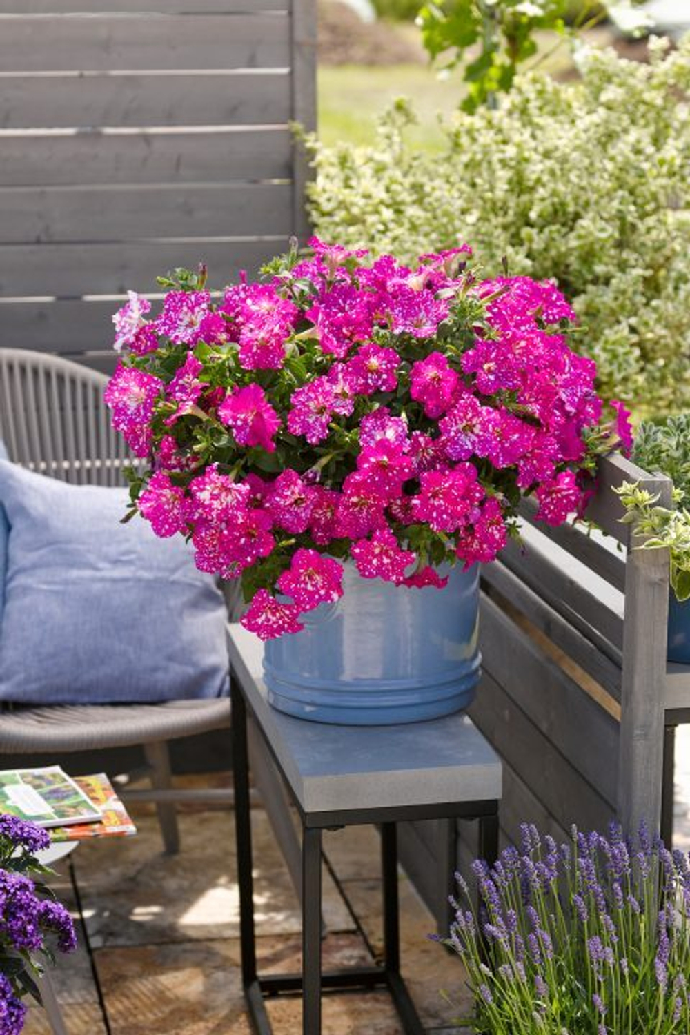 ЕВРО Петуния Constellation Magenta Comet укорененный черенок ОКС