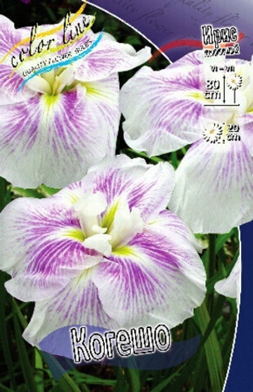 Ирис Мечевидный Когешо