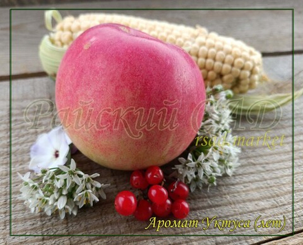 Яблоня Аромат Уктуса