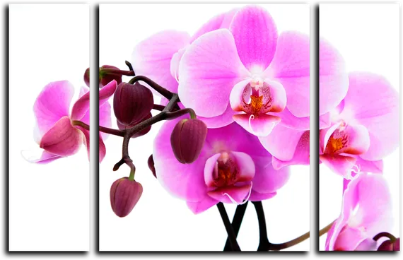 Модульная картина "Розовая орхидея"