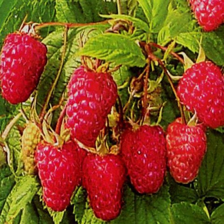 Малина Сенатор