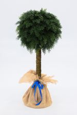 туя-шар на ножке / на стволе